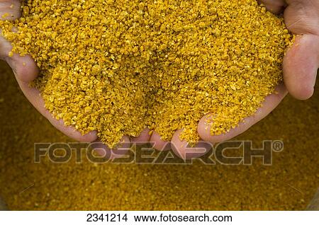 Agriculture - Ethanol production plant. A technicians hands hold a sample of ground corn used for ethanol production. This is known as distillers grain and will be used for commercial feed for cattle after ethanol production / Iowa, USA. View Large Photo Image Picture - Agriculture - Ethanol production plant. A technicians hands hold a sample of ground corn used for ethanol production. This is known as distillers grain and will be used for commercial feed for cattle after ethanol production / Iowa, USA.. Fotosearch