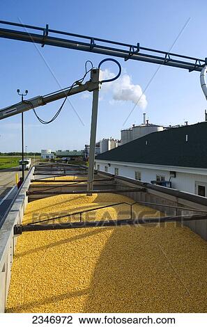 Stock Image - Agriculture - Ethanol production plant. Grain corn trucks being weighed and quality samples taken by mechanical probe / Iowa, USA.. Fotosearch