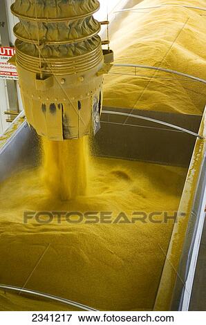 Stock Photo - Agriculture - Ethanol production plant. Ground corn being loaded into a grain truck after it has been used for ethanol production. This byproduct is known as distillers grain and will be used for commercial feed for cattle / Iowa, USA.. Fotosearch