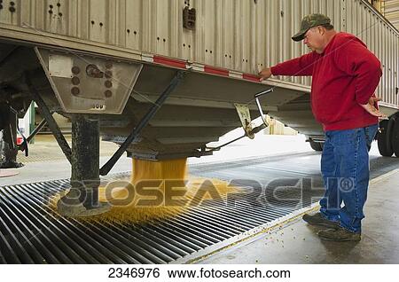 Stock Photograph - Agriculture - Ethanol production plant. A worker unloads corn from a grain truck / Iowa, USA.. Fotosearch