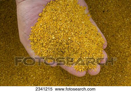 Stock Photography - Agriculture - Ethanol production plant. A technicians hand holds a sample of ground corn used for ethanol production. This is known as distillers grain and will be used for commercial feed for cattle after ethanol production / Iowa, USA.. Fotosearch
