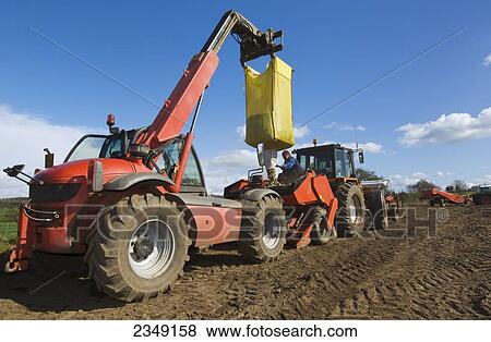 Agriculture - Farmer loading seed potato into seed potato planter using a telehandler prior to planting / near Penrith, Cumbria, England, United Kingdom. View Large Photo Image Stock Photo - Agriculture - Farmer loading seed potato into seed potato planter using a telehandler prior to planting / near Penrith, Cumbria, England, United Kingdom.. Fotosearch