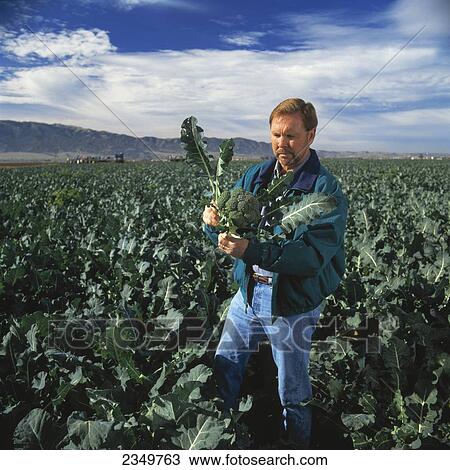 Stock Image - Agriculture - Farmer / produce buyer checking his broccoli crop as the harvesters are working behind him / Monterey Country, California, USA.. Fotosearch