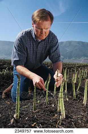 Agriculture - Farmer/grower field checking the quality of his asparagus crop prior to harvest / Salinas Valley, California, USA. View Large Photo Image Stock Photo - Agriculture - Farmer/grower field checking the quality of his asparagus crop prior to harvest / Salinas Valley, California, USA.. Fotosearch
