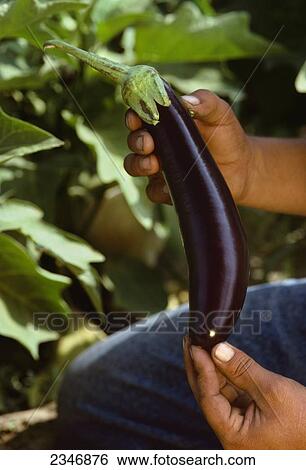 Stock Photograph - Agriculture - Farmers hands holding a ripe eggplant at harvest time / Aydin, Turkey.. Fotosearch