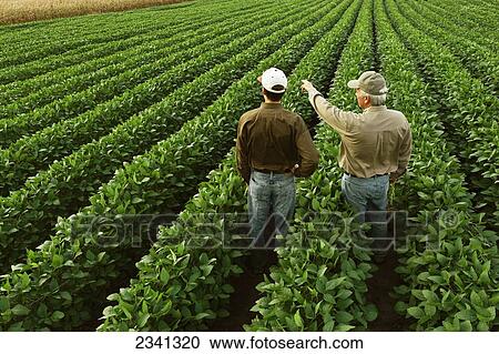 Stock Image - Agriculture - Father and son farmers examine the family. Fotosearch