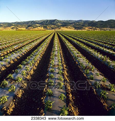 Agriculture - Field of early growth bell pepper plants growing out of white plastic mulch / San Juan Bautista, California, USA. View Large Photo Image Stock Image - Agriculture - Field of early growth bell pepper plants growing out of white plastic mulch / San Juan Bautista, California, USA.. Fotosearch