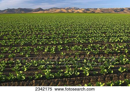 Agriculture - Field of early growth Romaine lettuce in late afternoon light / Salinas Valley, California, USA. View Large Photo Image Stock Photography - Agriculture - Field of early growth Romaine lettuce in late afternoon light / Salinas Valley, California, USA.. Fotosearch