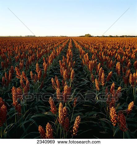 Stock Photo - Agriculture - Field of healthy mature grain sorghum, ready for harvest, in late afternoon light / Kansas, USA.. Fotosearch