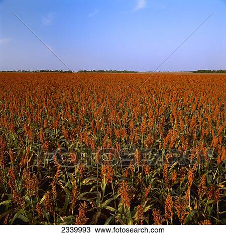 Agriculture - Field of mature Red Grain sorghum prior to harvest in late afternoon light / Midwest USA. View Large Photo Image Stock Image - Agriculture - Field of mature Red Grain sorghum prior to harvest in late afternoon light / Midwest USA.. Fotosearch