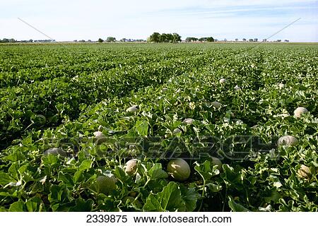 Agriculture - Field of mature cantaloupes / Muskmelons / Central Colorado, USA. View Large Photo Image Stock Photography - Agriculture - Field of mature cantaloupes / Muskmelons / Central Colorado, USA.. Fotosearch