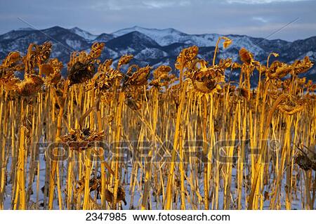 Stock Photography - Agriculture - Field of mature unharvested sunflower plants in late afternoon Winter light / near Bozeman, Montana, USA.. Fotosearch