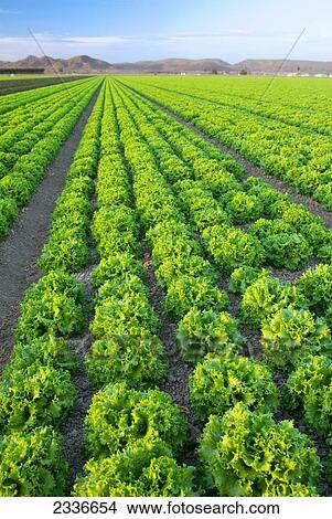 Picture - Agriculture - Field of mature Winter crop green leaf lettuce being grown in the desert / Bard Valley, California, USA.. Fotosearch