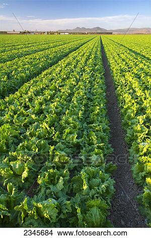 Agriculture - Field of mature Winter crop Iceberg lettuce being grown in the desert / Bard Valley, California, USA. View Large Photo Image Picture - Agriculture - Field of mature Winter crop Iceberg lettuce being grown in the desert / Bard Valley, California, USA.. Fotosearch