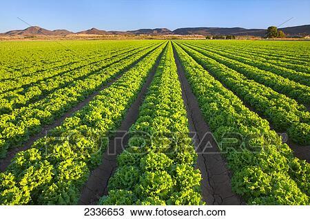 Agriculture - Field of mature Winter crop green leaf lettuce being grown in the desert / Bard Valley, California, USA. View Large Photo Image Stock Image - Agriculture - Field of mature Winter crop green leaf lettuce being grown in the desert / Bard Valley, California, USA.. Fotosearch
