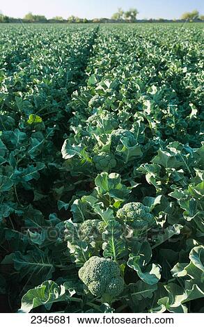 Agriculture - Field of mature Winter crop broccoli being grown in the desert / Bard Valley, California, USA. View Large Photo Image Stock Image - Agriculture - Field of mature Winter crop broccoli being grown in the desert / Bard Valley, California, USA.. Fotosearch