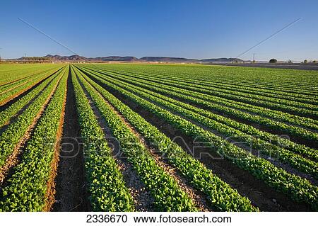 Stock Image - Agriculture - Field of maturing Winter crop spinach being grown in the desert / Bard Valley, California, USA.. Fotosearch