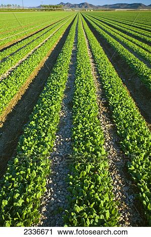 Stock Image - Agriculture - Field of maturing Winter crop spinach being grown in the desert / Bard Valley, California, USA.. Fotosearch