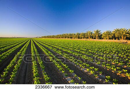Stock Photo - Agriculture - Field of Winter crop early growth Romaine lettuce being grown in the desert / Bard Valley, California, USA.. Fotosearch