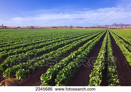 Stock Photograph - Agriculture - Field of Winter crop maturing Romaine lettuce being grown in the desert / Bard Valley, California, USA.. Fotosearch