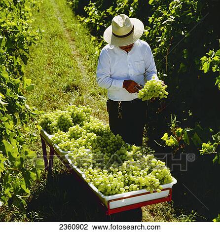 Agriculture - Field worker trimming bunches of harvested Thompson Seedless grapes in the vineyard / Fresno County, California, USA. View Large Photo Image Stock Image - Agriculture - Field worker trimming bunches of harvested Thompson Seedless grapes in the vineyard / Fresno County, California, USA.. Fotosearch