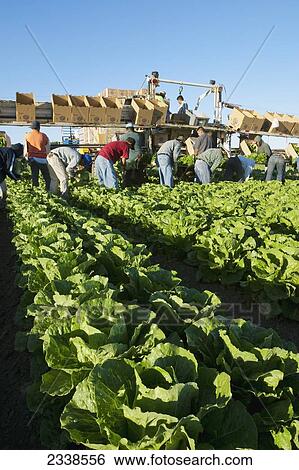 Agriculture - Field workers harvest a mature crop of Romaine lettuce / Salinas Valley, California, USA. View Large Photo Image Stock Photograph - Agriculture - Field workers harvest a mature crop of Romaine lettuce / Salinas Valley, California, USA.. Fotosearch