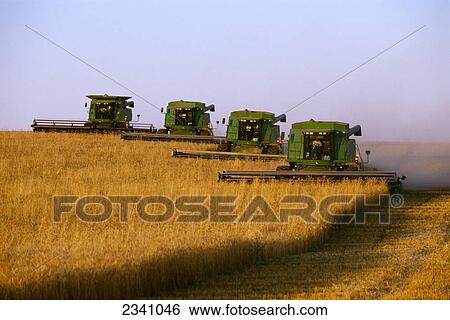 Agriculture Four John Deere Combines Harvest Wheat In Tandem In Late Afternoon Light South Dakota Usa Stock Photograph Fotosearch