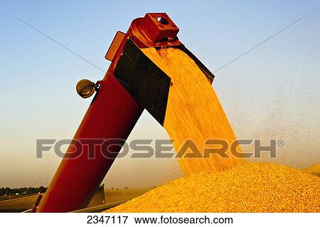 Stock Photo - Agriculture - Grain corn being augered from a grain wagon into a grain truck during the Autumn harvest operations / Central Iowa, USA.. Fotosearch
