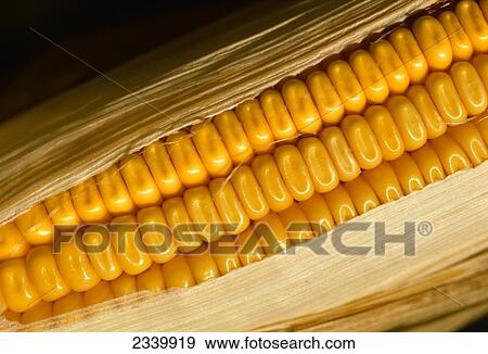 Agriculture - Grain corn ear with the husk pulled back showing kernels at the dent stage / Iowa, USA. View Large Photo Image Stock Photo - Agriculture - Grain corn ear with the husk pulled back showing kernels at the dent stage / Iowa, USA.. Fotosearch