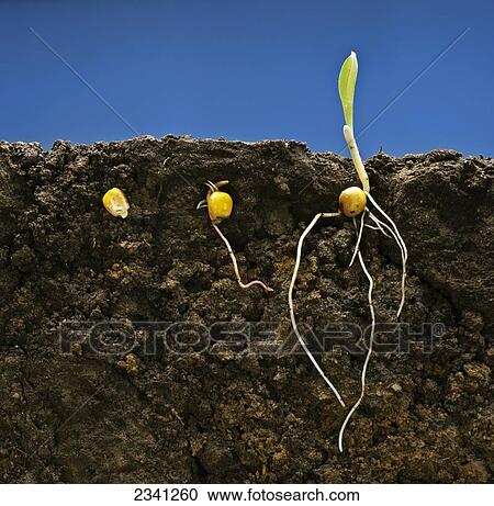 Stock Image - Agriculture - Grain corn early growth development stages showing root systems; from left to right: three stages from seed stage to single leaf stage / Iowa, USA.. Fotosearch