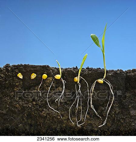 Stock Photograph - Agriculture - Grain corn early growth development stages showing root systems; from left to right: six stages from seed stage to two-leaf stage / Iowa, USA.. Fotosearch
