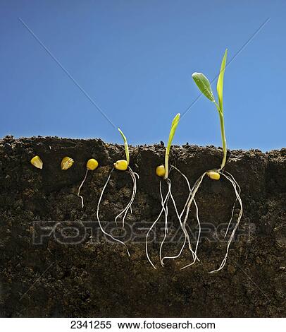 Stock Photography - Agriculture - Grain corn early growth development stages showing root systems; from left to right: six stages from seed stage to two-leaf stage / Iowa, USA.. Fotosearch