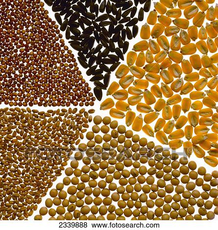 Stock Photo - Agriculture - Grain seeds. Clockwise from top center: sunflower, corn, soybeans, wheat, grain sorghum (milo).. Fotosearch