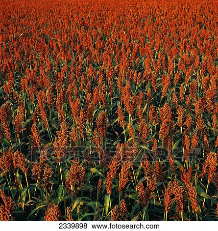 Agriculture - Grain sorghum field in late afternoon light showing red ripe heads / Nebraska, USA. View Large Photo Image Stock Photo - Agriculture - Grain sorghum field in late afternoon light showing red ripe heads / Nebraska, USA.. Fotosearch