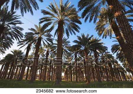 Stock Image - Agriculture - Grove of Medjool date palm trees / Bard Valley, California, USA.. Fotosearch