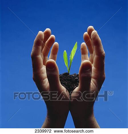 Agriculture - Hands holding a grain corn seedling growing in rich black soil. View Large Photo Image Stock Image - Agriculture - Hands holding a grain corn seedling growing in rich black soil.. Fotosearch
