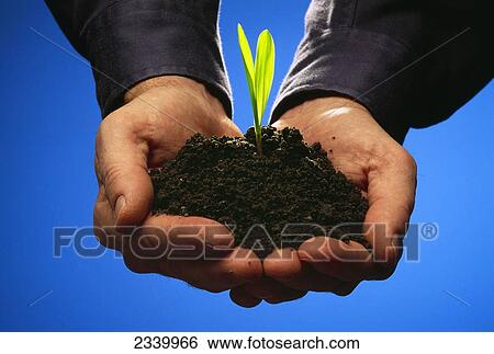 Agriculture - Hands holding a grain corn seedling growing in rich black soil. View Large Photo Image Stock Photograph - Agriculture - Hands holding a grain corn seedling growing in rich black soil.. Fotosearch