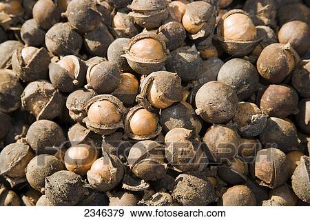 Stock Photo - Agriculture - Harvested in shell macadamia nuts before the outer husks have been removed / Hawaii, USA.. Fotosearch