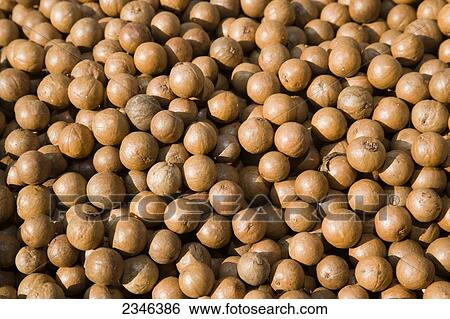 Agriculture - Harvested in shell macadamia nuts after the outer husks have been removed / Hawaii, USA. View Large Photo Image Stock Photograph - Agriculture - Harvested in shell macadamia nuts after the outer husks have been removed / Hawaii, USA.. Fotosearch