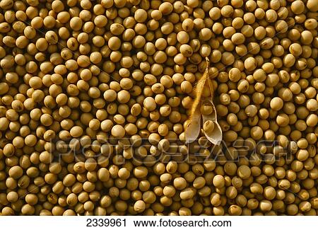 Agriculture - Harvested mature soybeans showing one pod / Iowa, USA. View Large Photo Image Stock Image - Agriculture - Harvested mature soybeans showing one pod / Iowa, USA.. Fotosearch