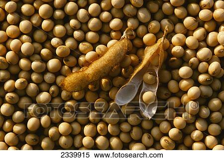 Stock Photography - Agriculture - Harvested mature soybeans showing two pods / Iowa, USA.. Fotosearch