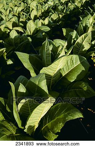 Stock Image - Agriculture - Healthy mid growth Burley tobacco plants in the field / Kentucky, USA.. Fotosearch