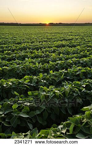 Stock Image - Agriculture - Healthy mid growth soybean crop in mid Summer at sunset / Iowa, USA.. Fotosearch