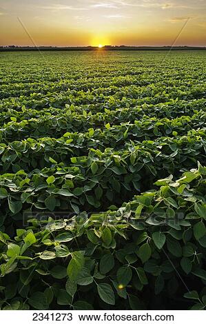 Agriculture - Healthy mid growth soybean crop in mid Summer at sunset / Iowa, USA. View Large Photo Image Stock Image - Agriculture - Healthy mid growth soybean crop in mid Summer at sunset / Iowa, USA.. Fotosearch