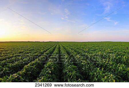Stock Photo - Agriculture - Healthy mid growth soybean crop in mid Summer in late afternoon light / Iowa, USA.. Fotosearch