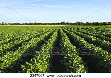 Stock Photo - Agriculture - Healthy mid growth soybean crop in mid Summer / Iowa, USA.. Fotosearch