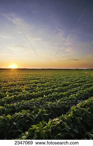 Agriculture - Healthy mid growth soybean crop in mid Summer at sunset / Iowa, USA. View Large Photo Image Stock Photo - Agriculture - Healthy mid growth soybean crop in mid Summer at sunset / Iowa, USA.. Fotosearch