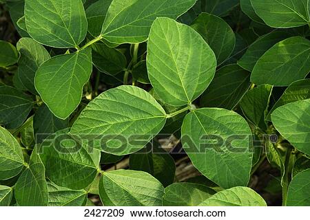 Stock Photo - Agriculture - Healthy mid growth soybean foliage showing no insect damage / Iowa, USA.. Fotosearch