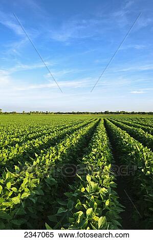 Stock Photography - Agriculture - Healthy mid growth soybean crop in mid Summer / Iowa, USA.. Fotosearch
