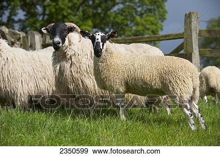 Agriculture - Hexham type Blackface ewe with Mule lamb at foot / Northumberland, England, United Kingdom. View Large Photo Image Stock Photo - Agriculture - Hexham type Blackface ewe with Mule lamb at foot / Northumberland, England, United Kingdom.. Fotosearch